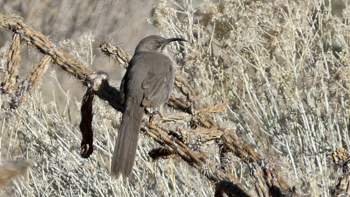 Crissal Thrasher - ML612767095