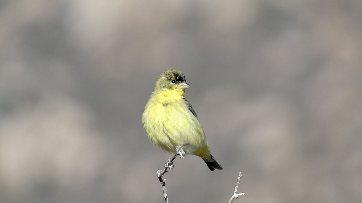 Lesser Goldfinch - ML612767198