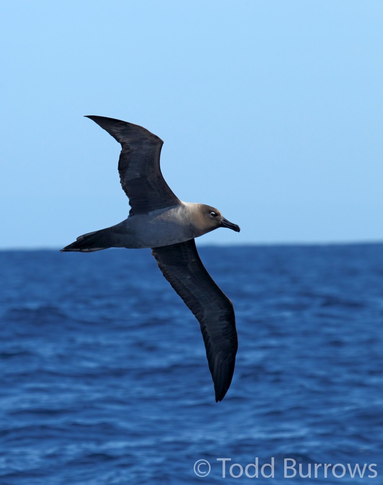 Light-mantled Albatross - ML61276721