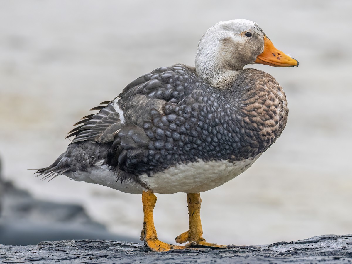 Falkland Steamer-Duck - Andres Vasquez Noboa