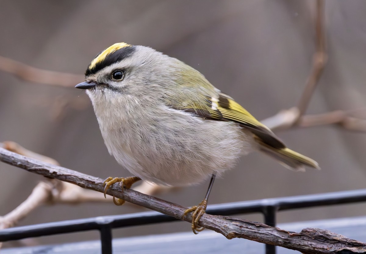 Golden-crowned Kinglet - ML612767249