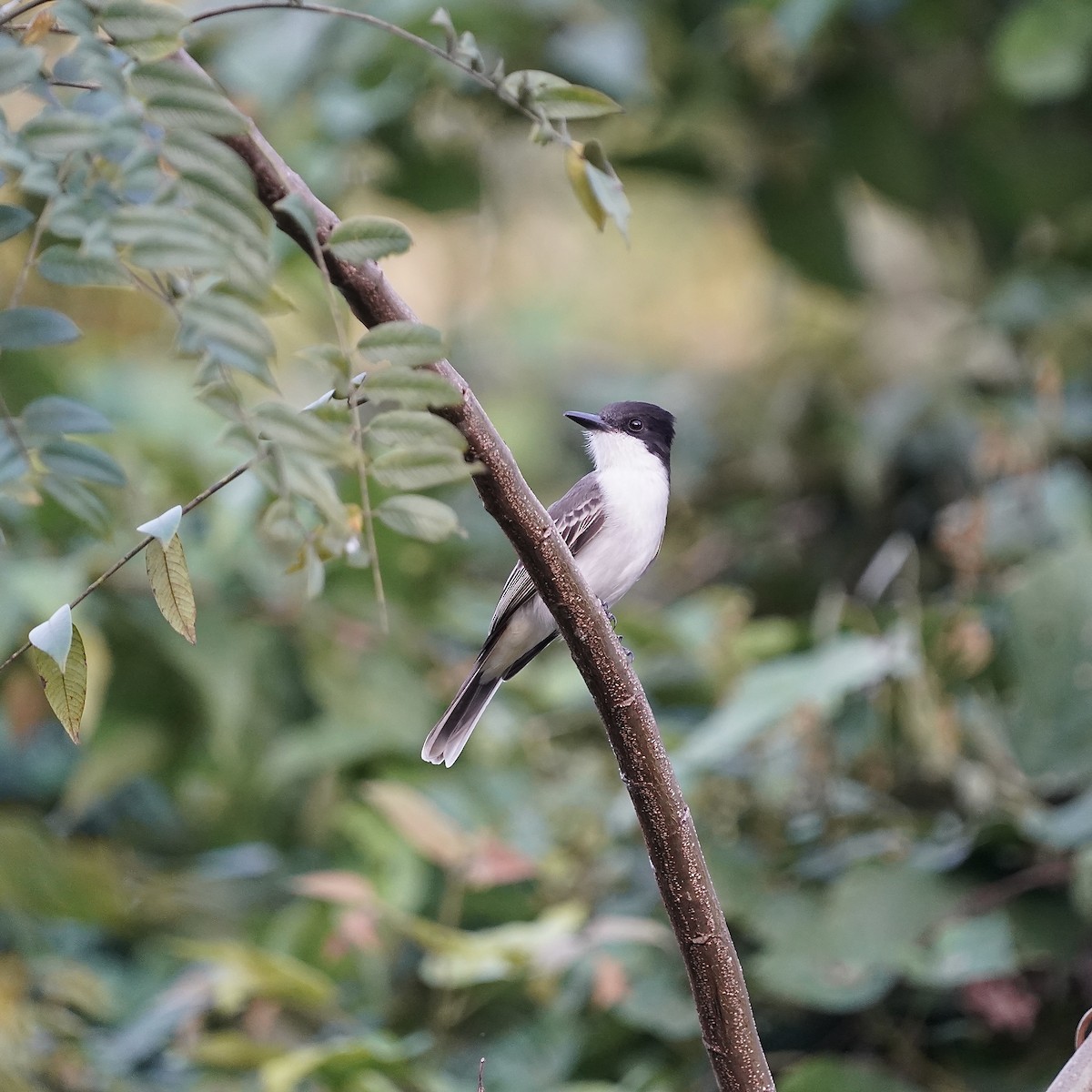 Loggerhead Kingbird - ML612767271