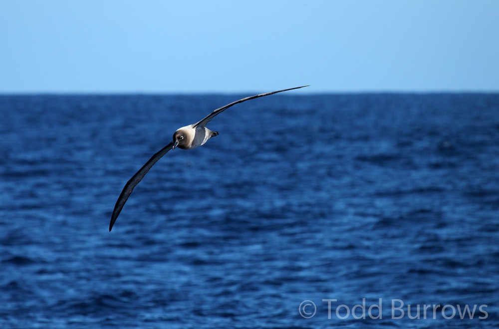 albatros světlehřbetý - ML61276731