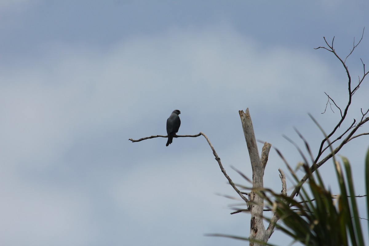 Plumbeous Kite - ML612767311