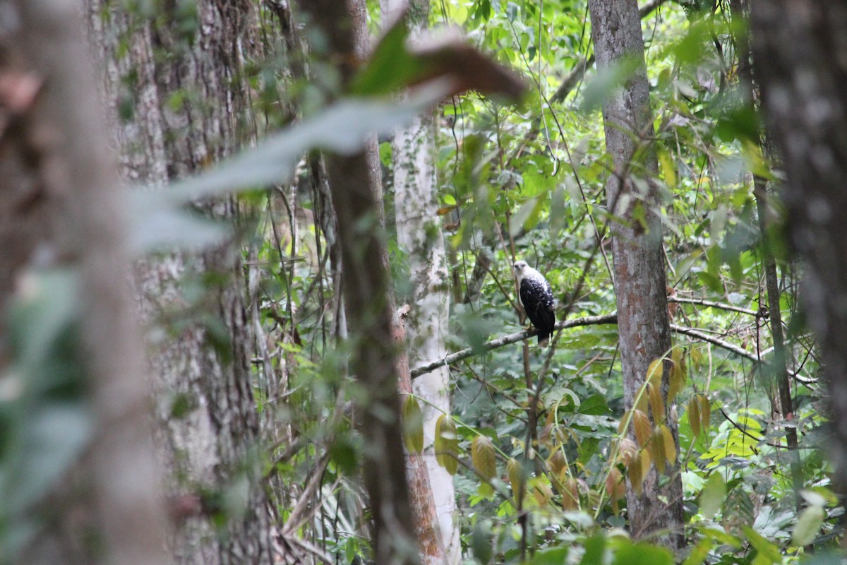 White Hawk - ML612767316