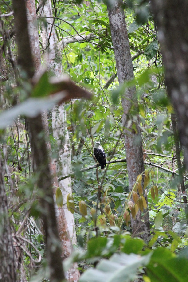 White Hawk - ML612767317