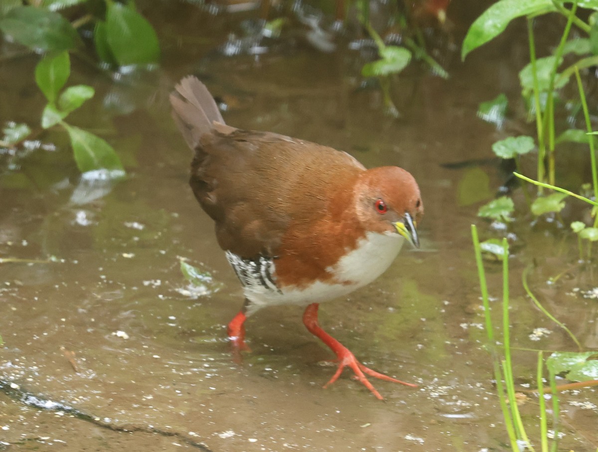 Red-and-white Crake - Michael Clay