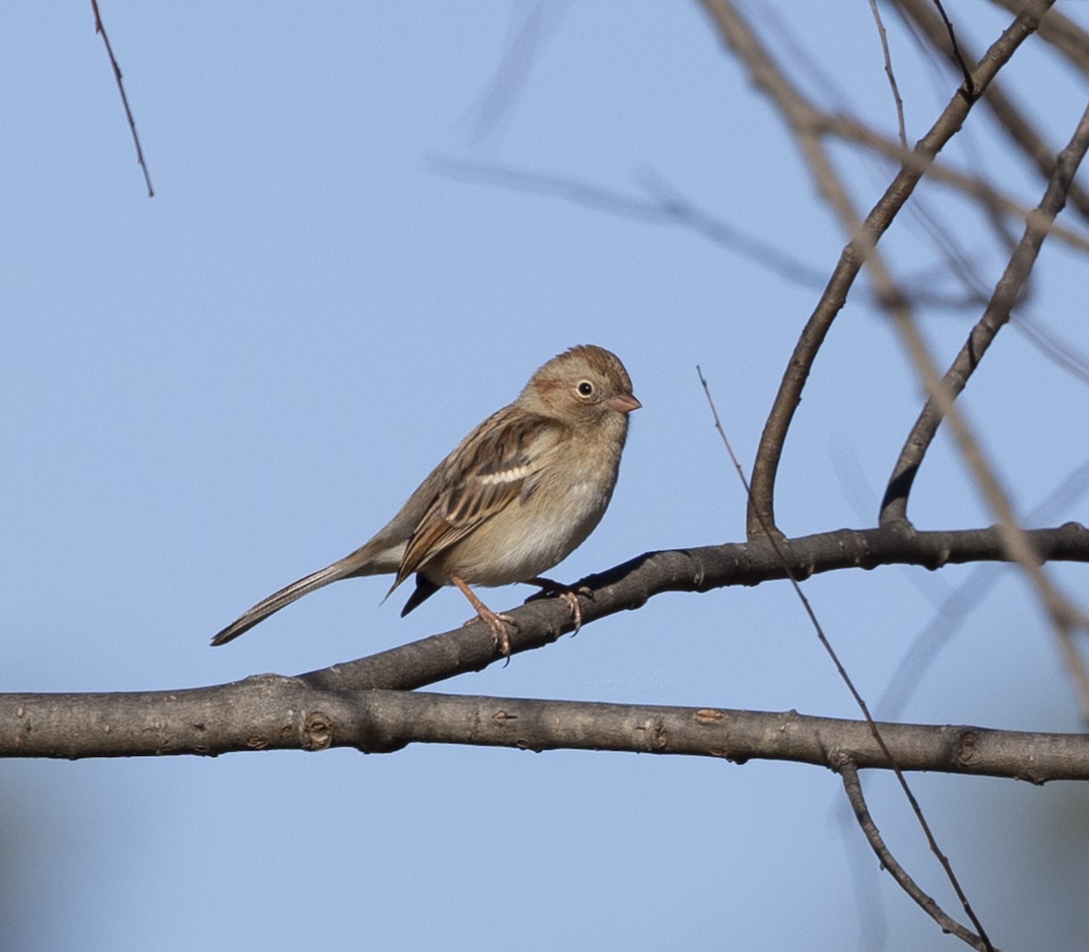 Field Sparrow - ML612767367