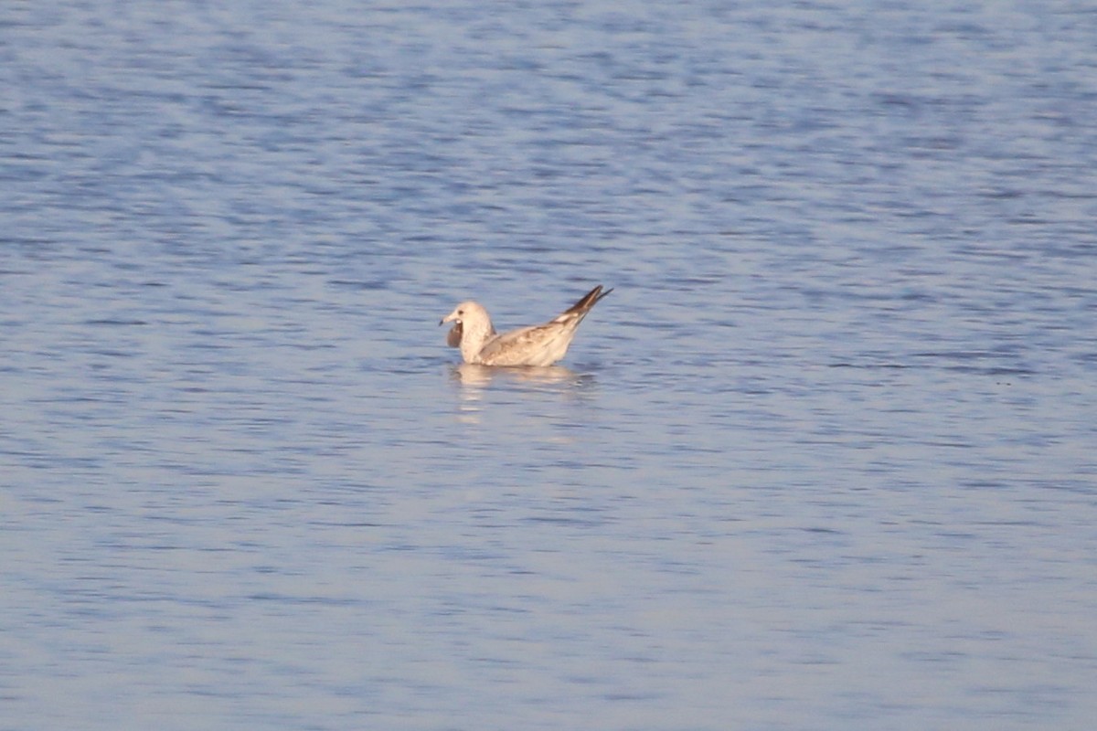 Ring-billed Gull - ML612767401
