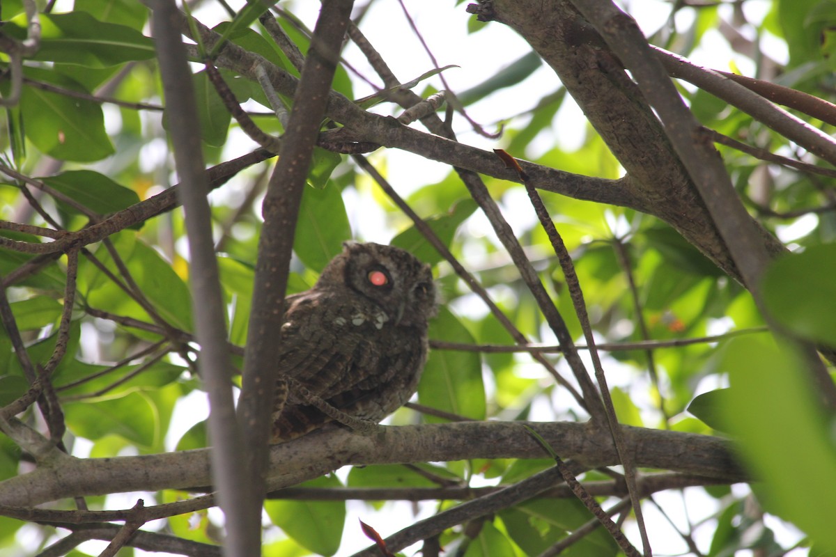Tropical Screech-Owl - ML612767405