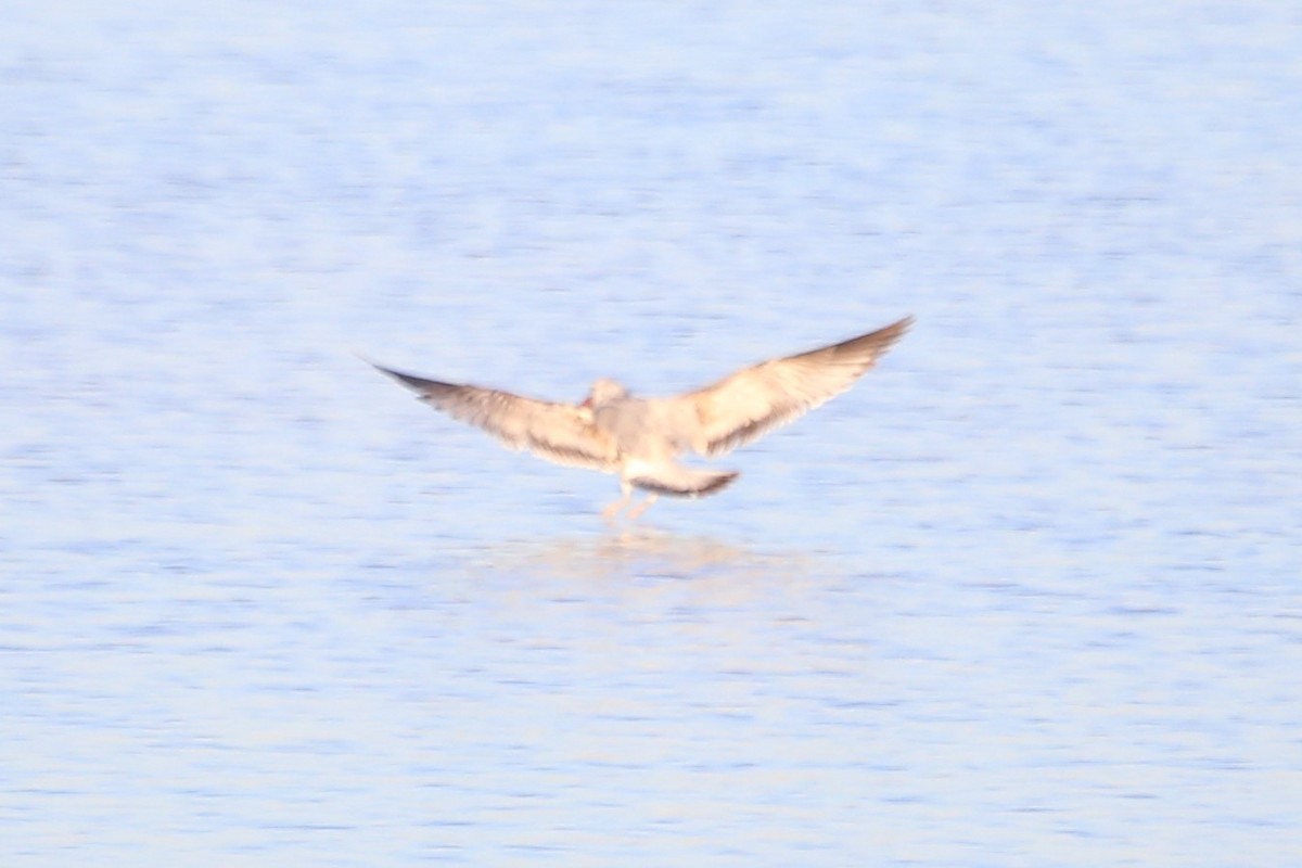 Ring-billed Gull - ML612767406