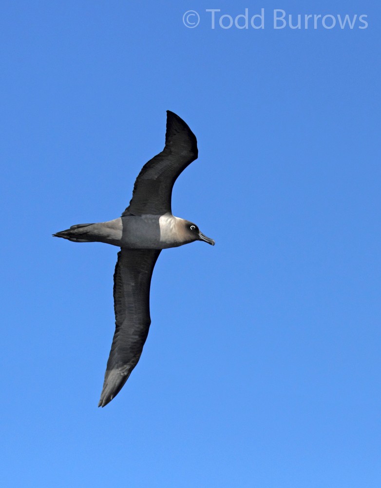 albatros světlehřbetý - ML61276741