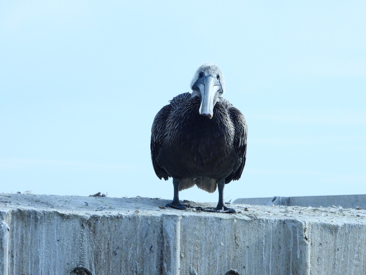 Brown Pelican - ML612767430