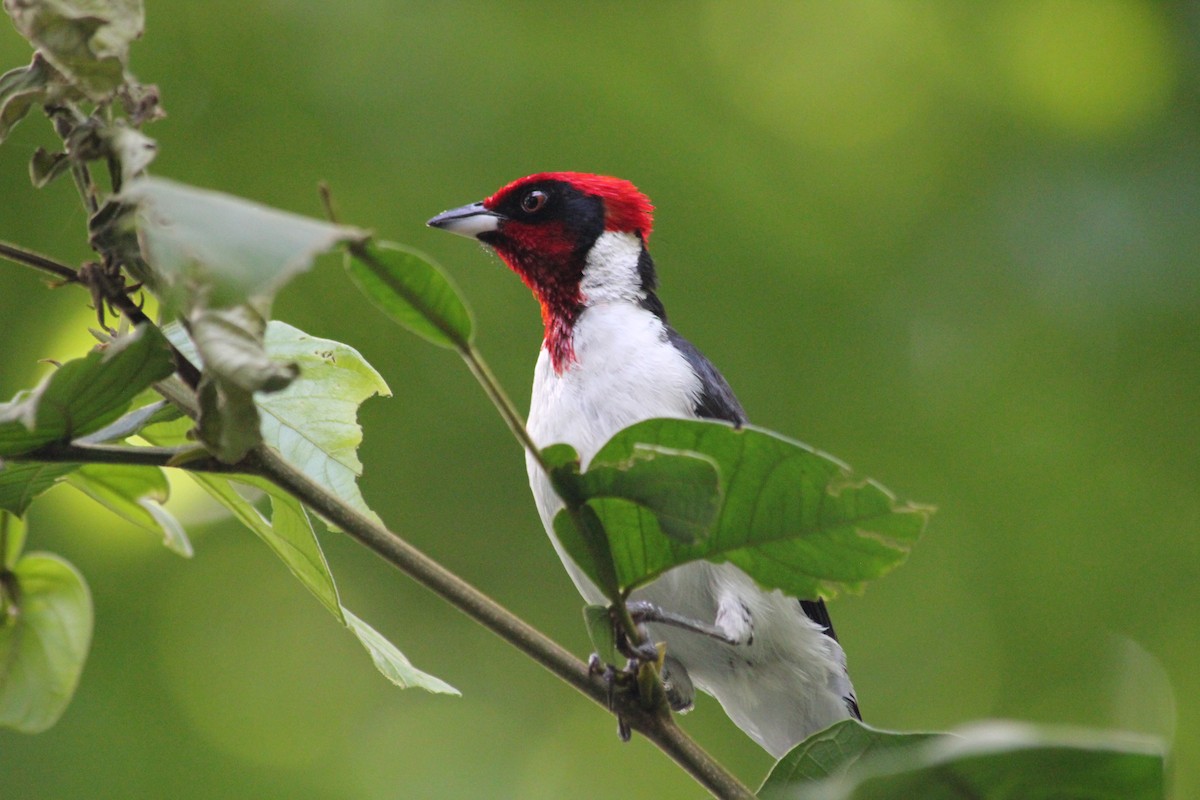 Masked Cardinal - ML612767436