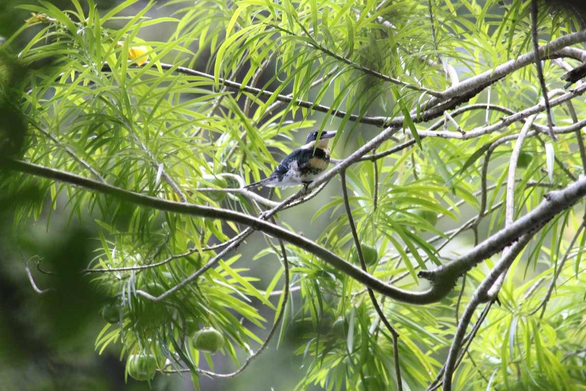 Green Kingfisher - ML612767454