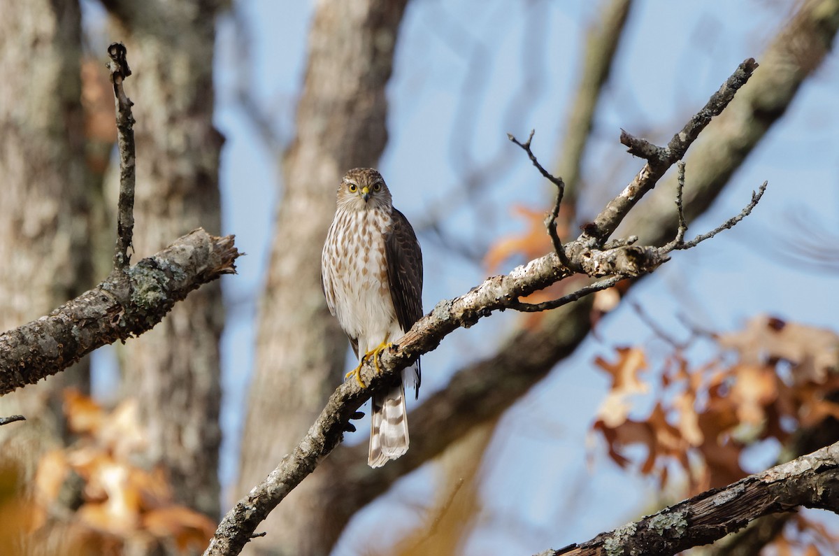 Sharp-shinned Hawk - Jack and Shirley Foreman