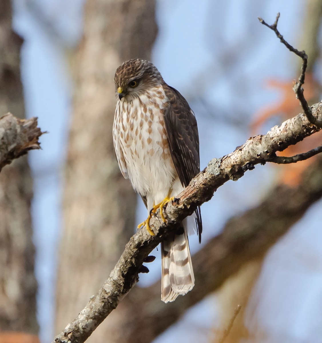 Sharp-shinned Hawk - Jack and Shirley Foreman