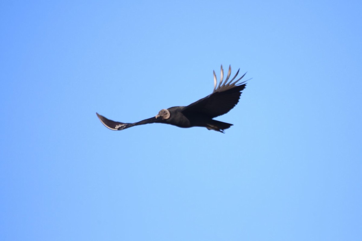 Black Vulture - ML612767555