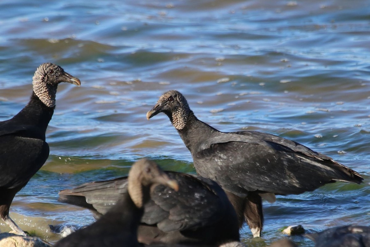 Black Vulture - ML612767557