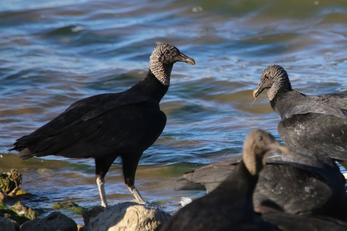 Black Vulture - ML612767560