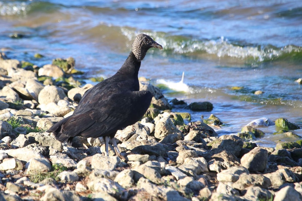 Black Vulture - ML612767561