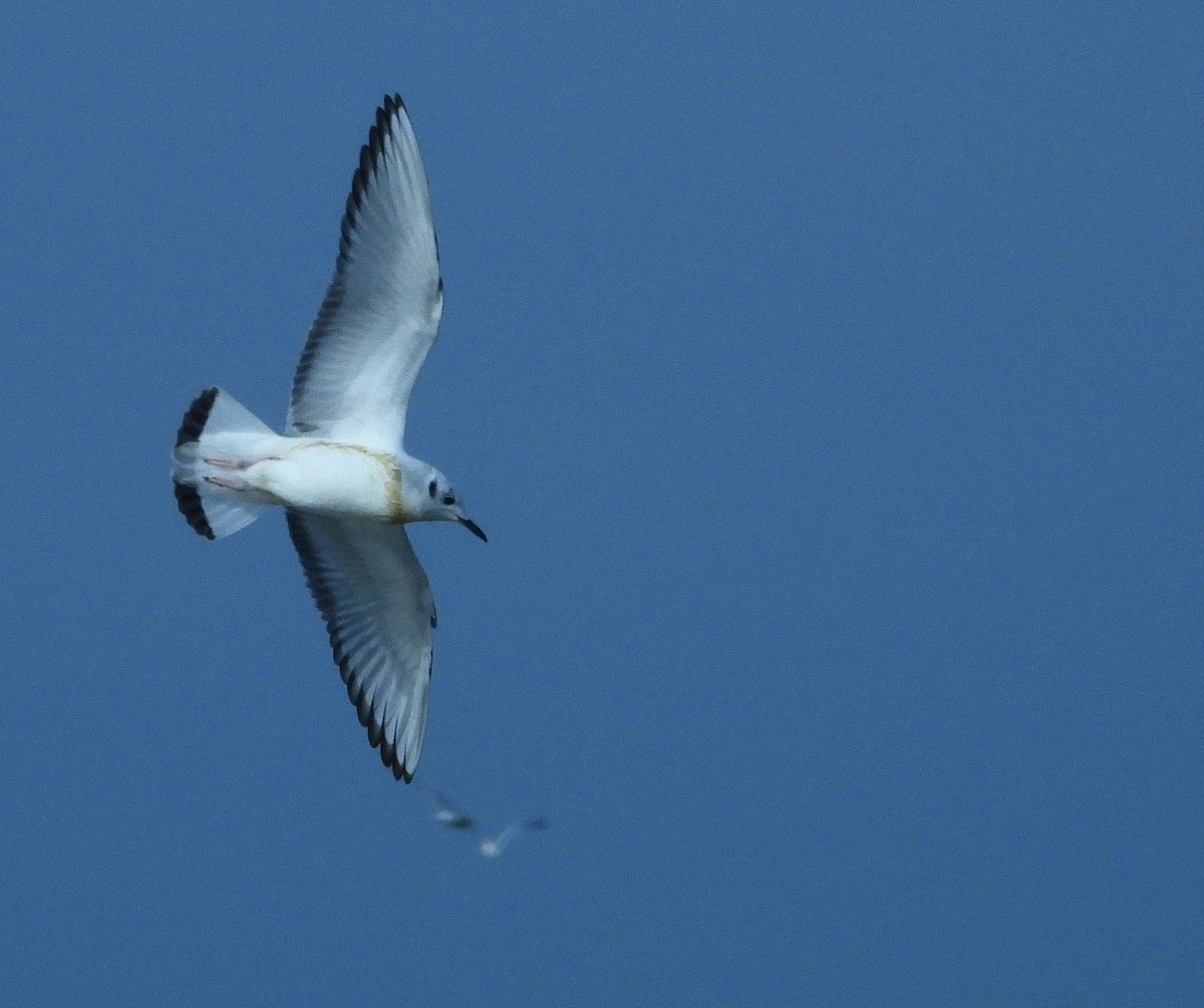 Bonaparte's Gull - ML612767609