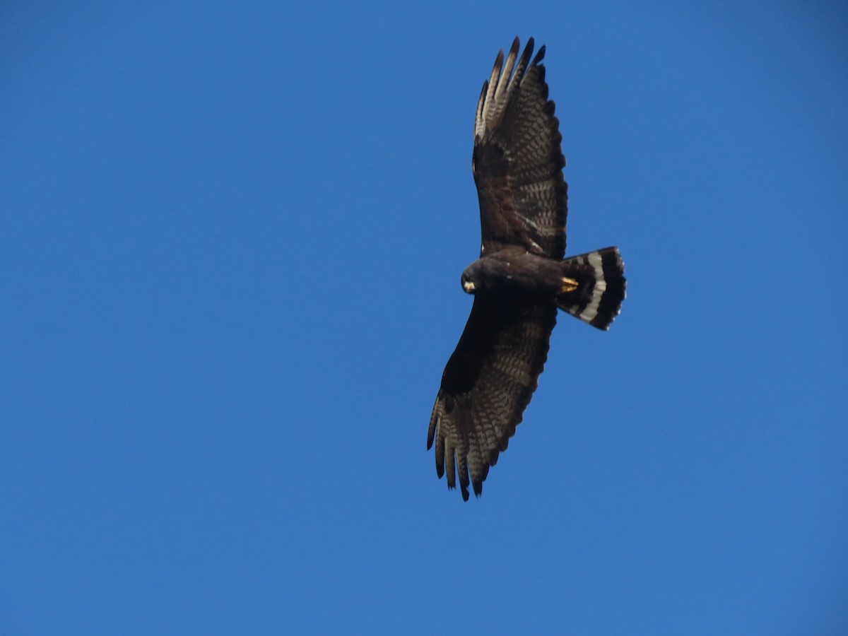 Zone-tailed Hawk - Edana Salisbury