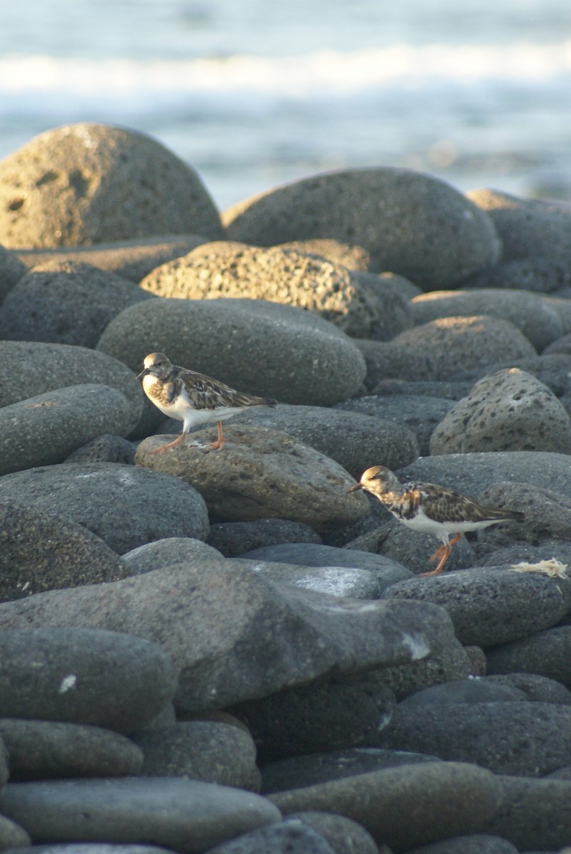 Ruddy Turnstone - ML612767706