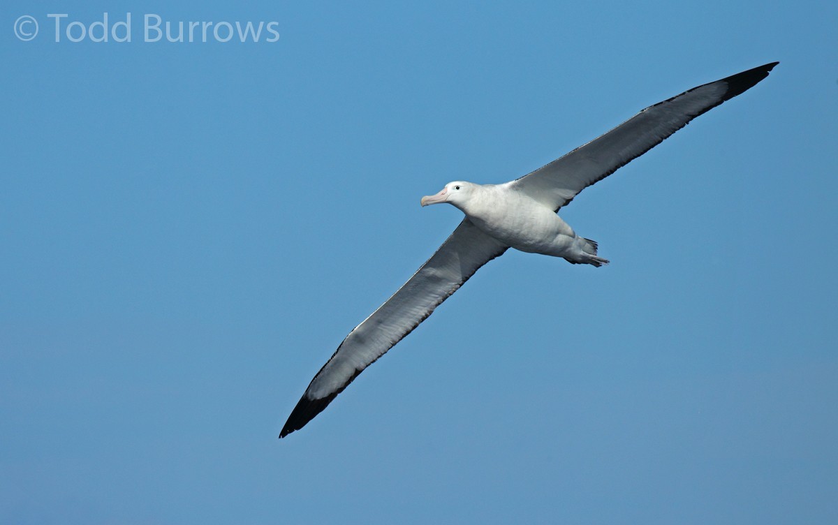 eBird Checklist - 16 Jun 2012 - Offshore--Southport pelagic - 14 ...