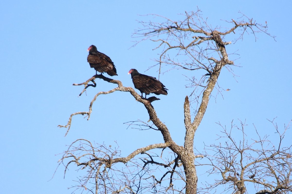 Turkey Vulture - ML612767716