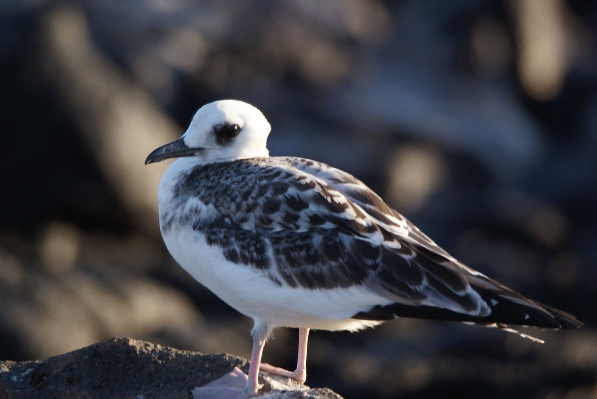 Swallow-tailed Gull - Dawn Miles