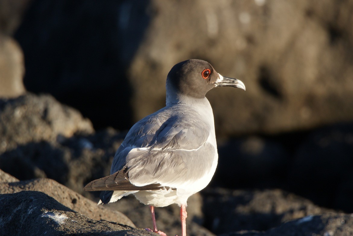 Swallow-tailed Gull - ML612767728