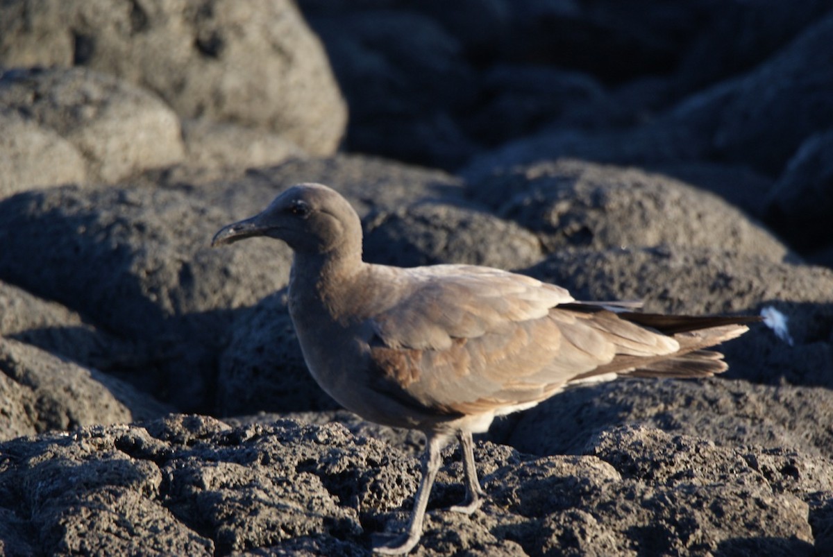 Mouette obscure - ML612767736