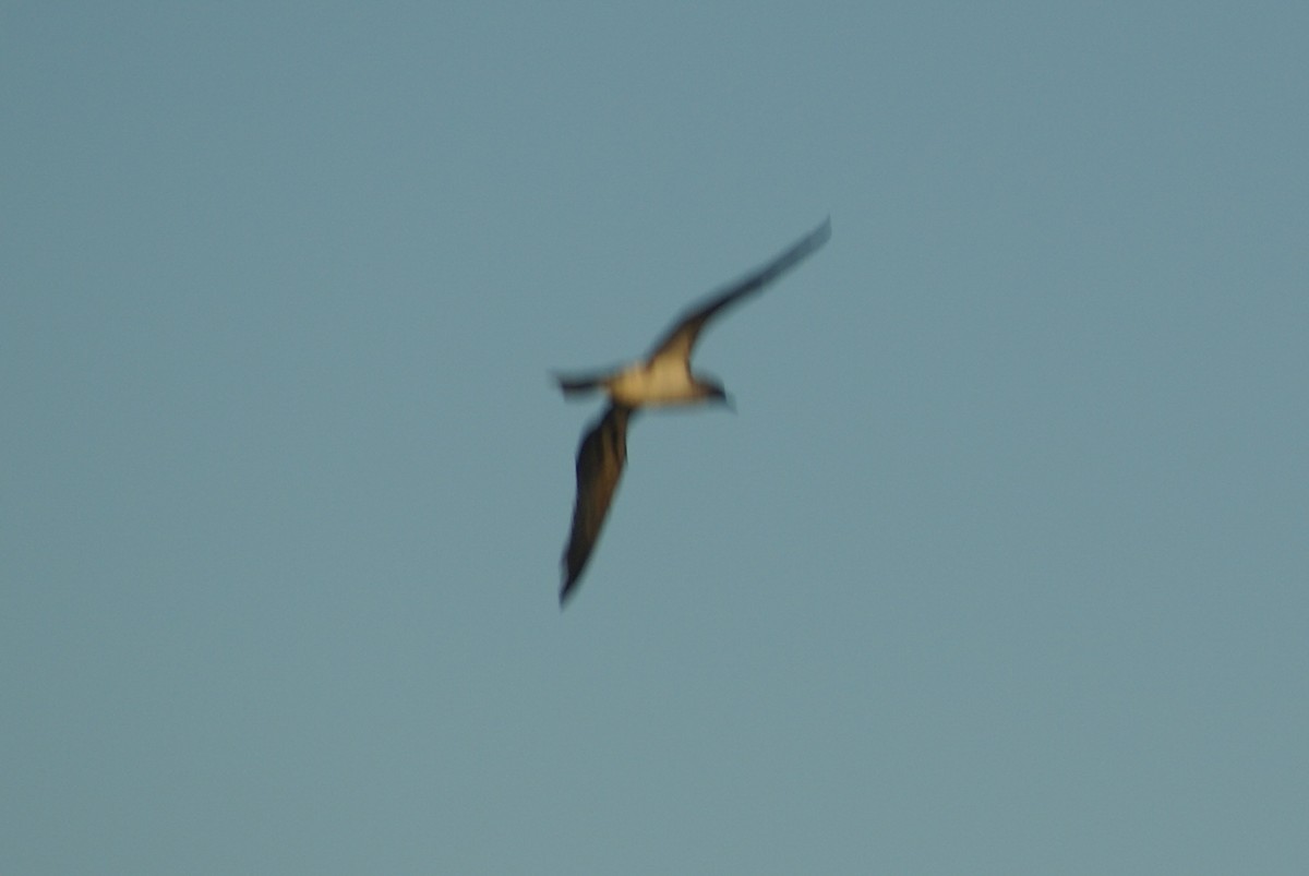 Galapagos Shearwater - Dawn Miles