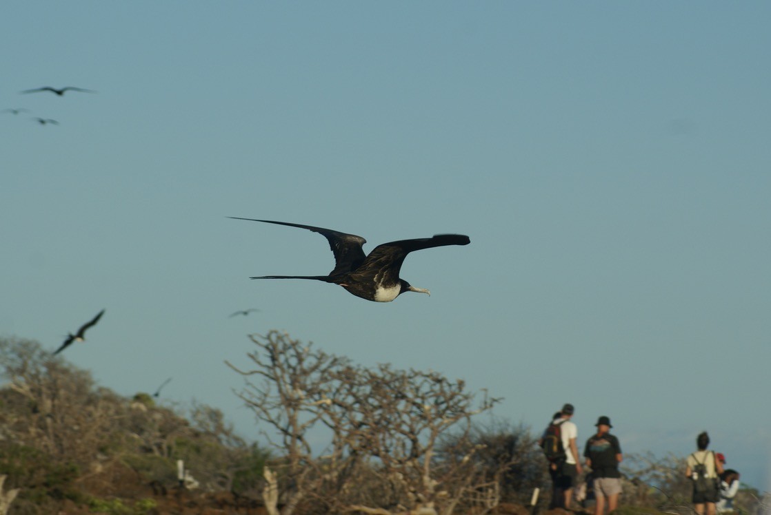 Magnificent Frigatebird - ML612767753