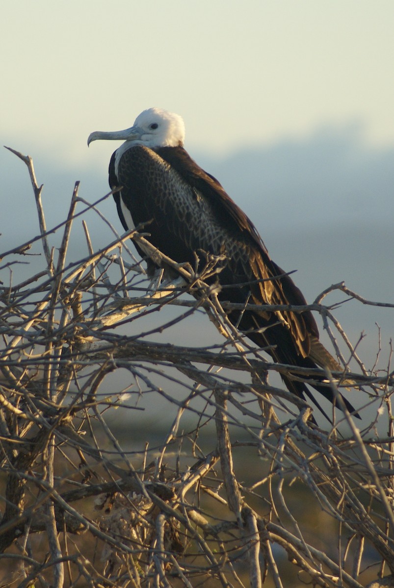 Magnificent Frigatebird - ML612767757