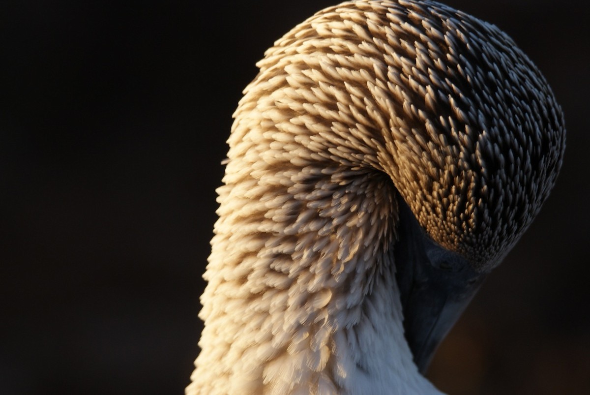 Blue-footed Booby - ML612767776