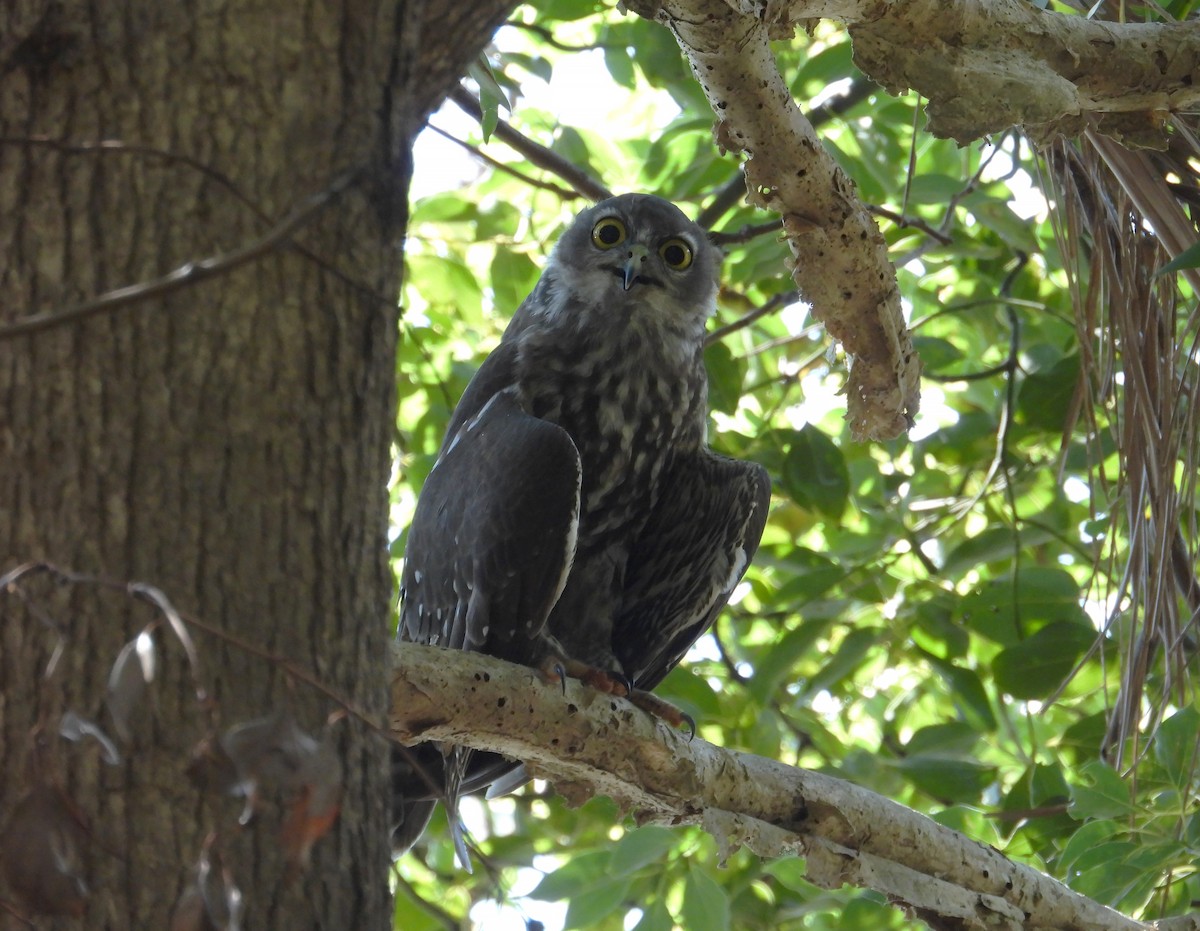 Barking Owl - ML612767818