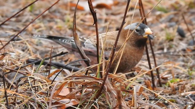 Pinzón Montano Nuquigrís (grupo tephrocotis) - ML612767836