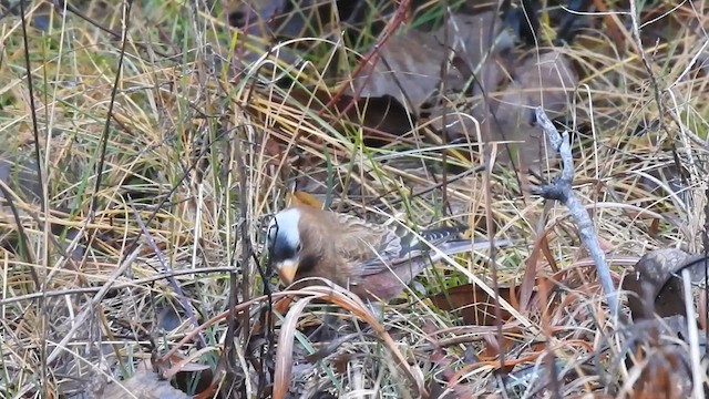 Pinzón Montano Nuquigrís (grupo tephrocotis) - ML612767838