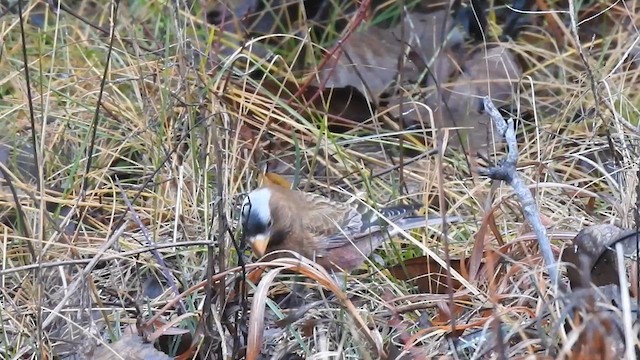 ハイガシラハギマシコ（tephrocotis グループ） - ML612767838