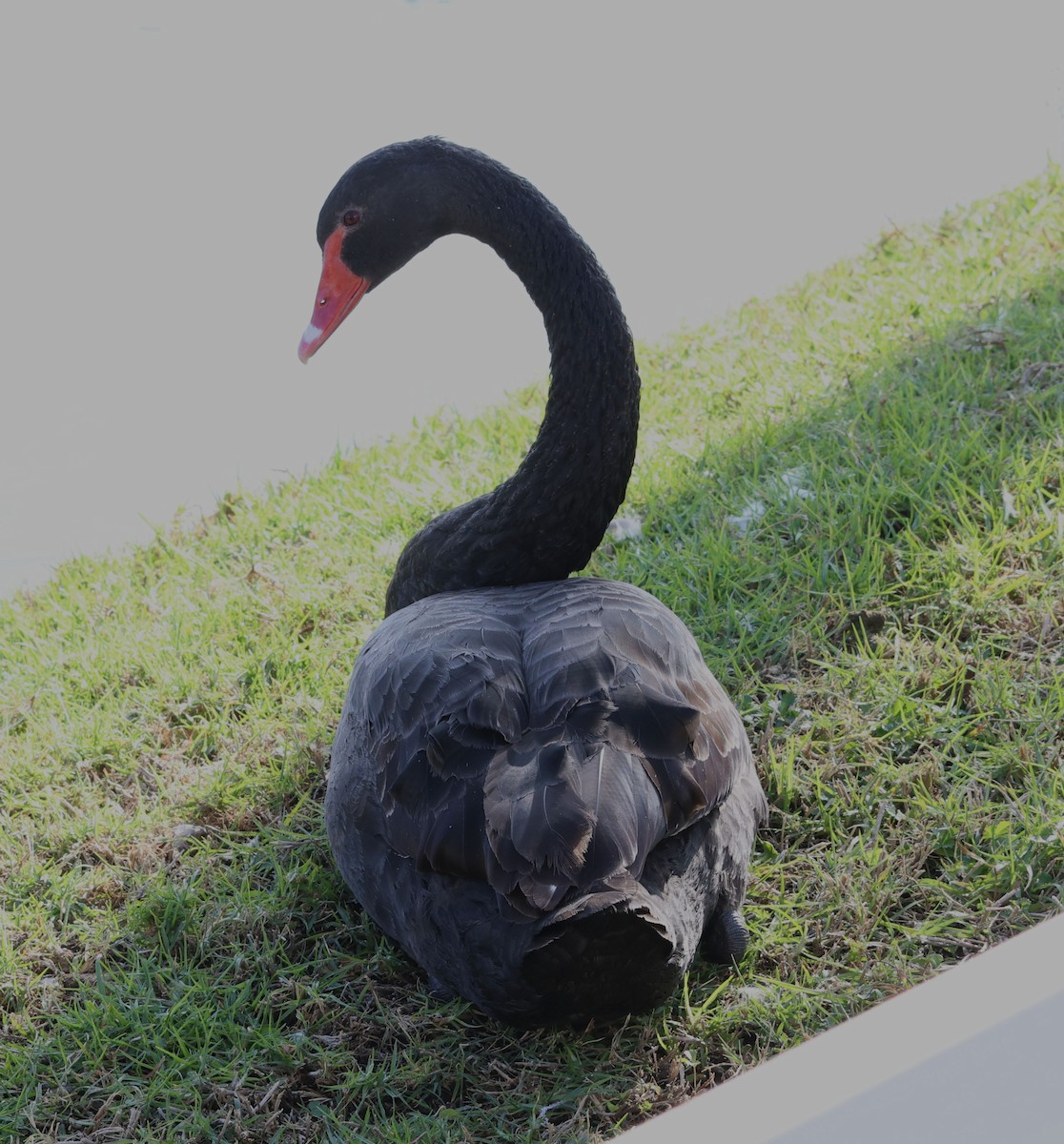 Black Swan - ML612767864