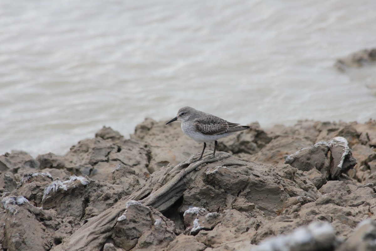 White-rumped Sandpiper - ML612767938