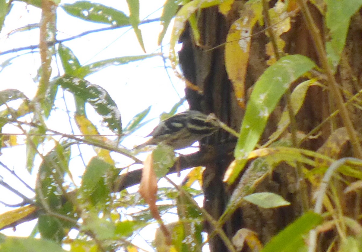 Black-and-white Warbler - Laura Rhoden