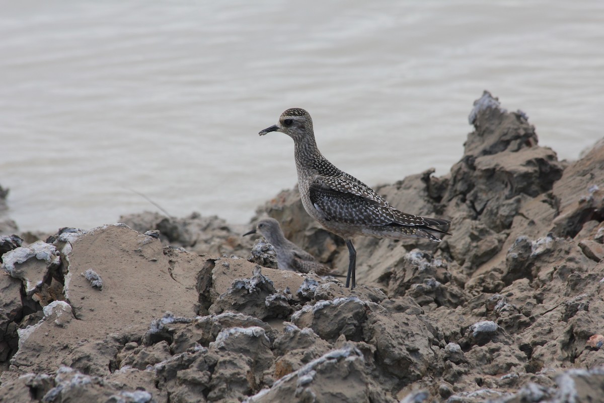 American Golden-Plover - Clifmond Shameerudeen