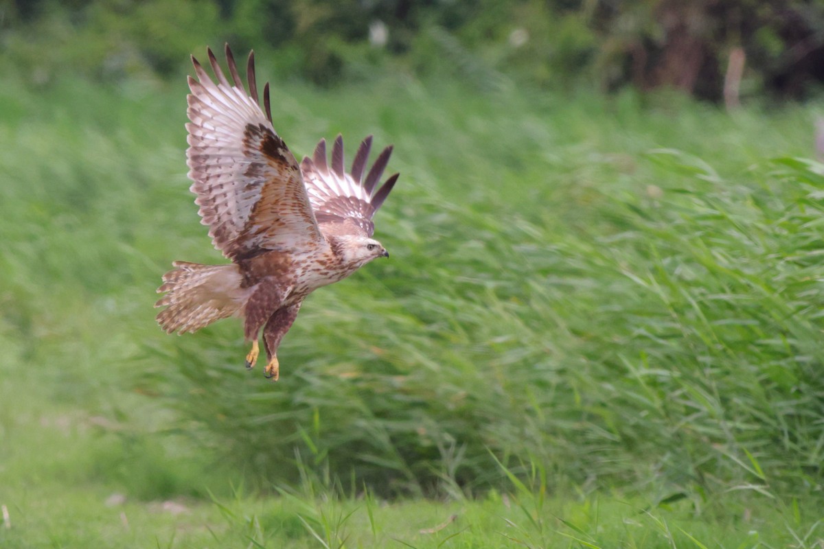 Upland Buzzard - Hao Zheng