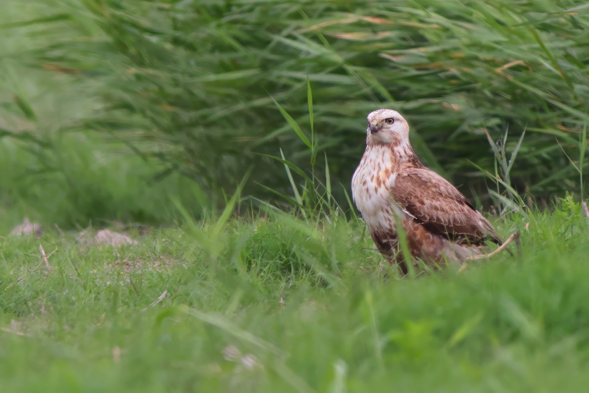 Upland Buzzard - ML612767983