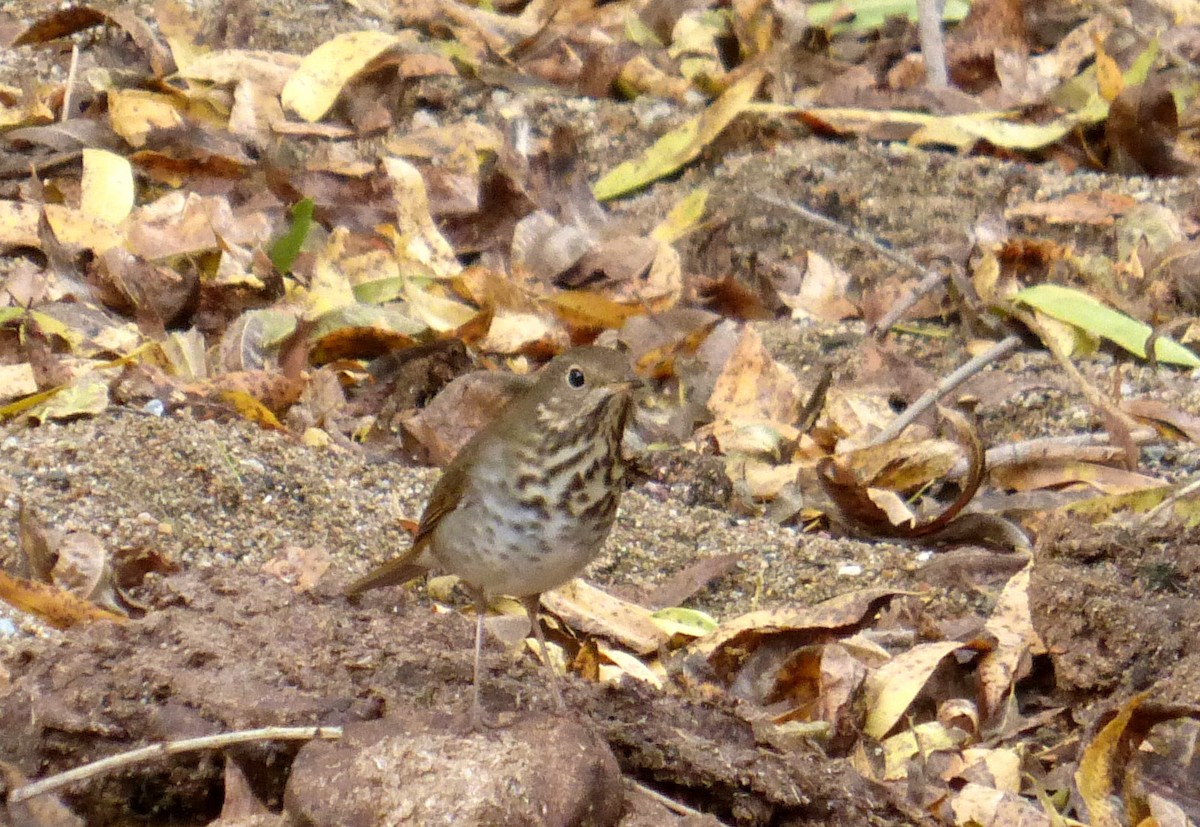 Hermit Thrush - ML612768016