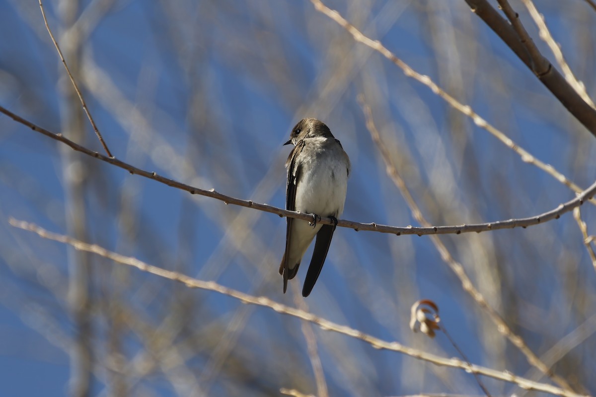Northern Rough-winged Swallow - ML612768138