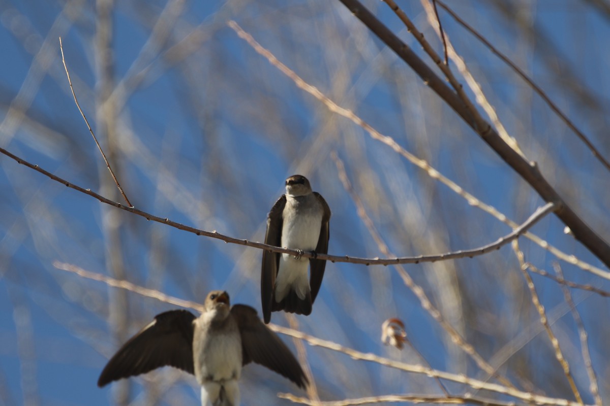 Northern Rough-winged Swallow - ML612768146